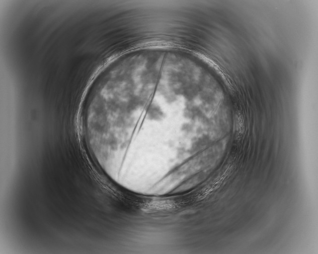 X0000096191466200802081510