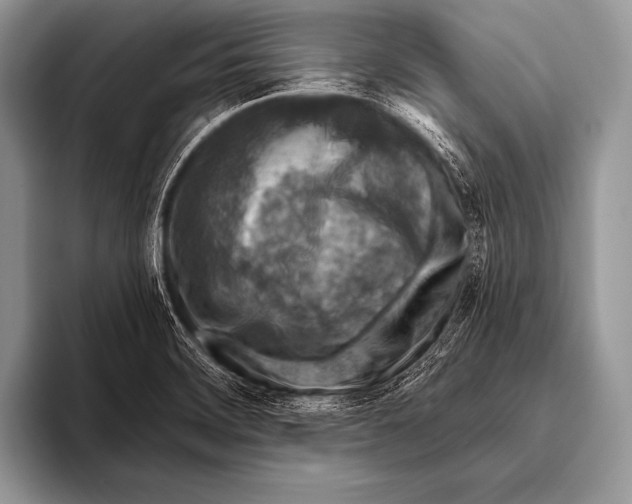 X0000096191468200802081510