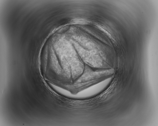 X0000096191471200802081510