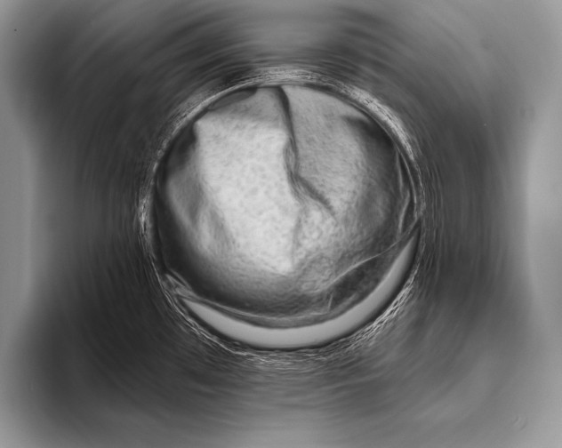 X0000096191481200802081510