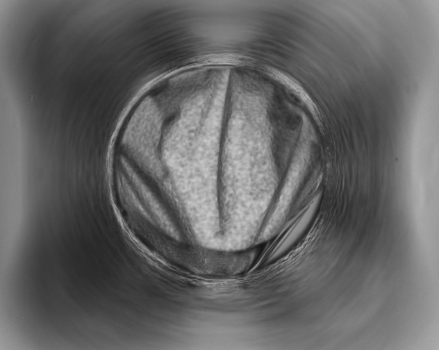 X0000096191483200802081510