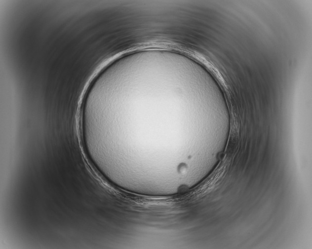 X0000096191486200802081510