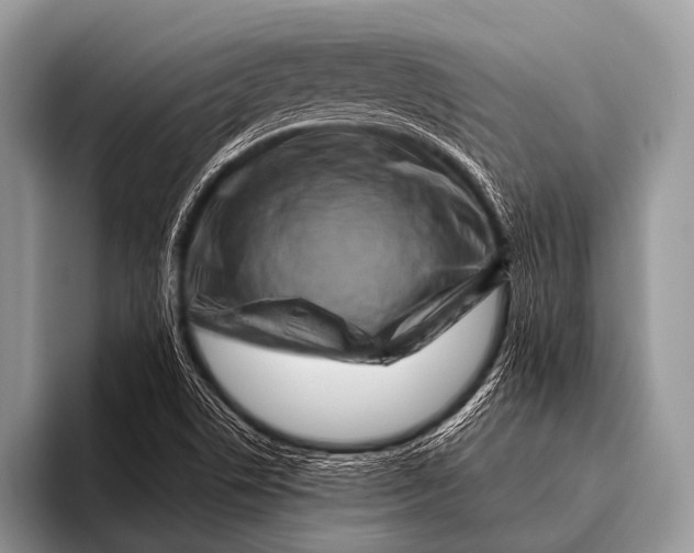 X0000096191506200802081509