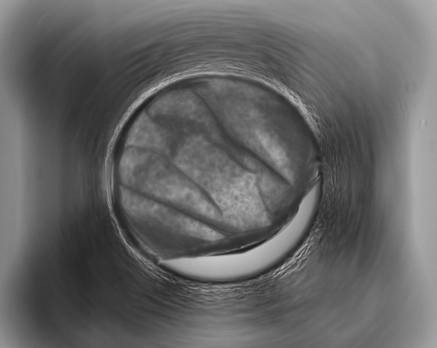 X0000096191515200802081509