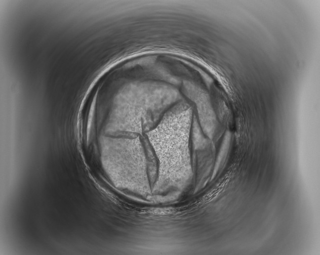 X0000096191519200802081509