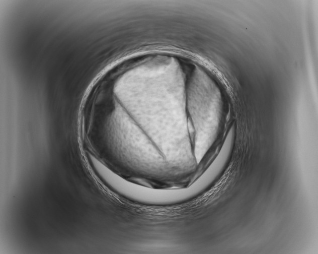 X0000096191520200802081509