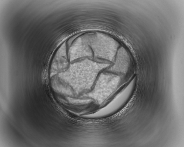 X0000096191521200802081509