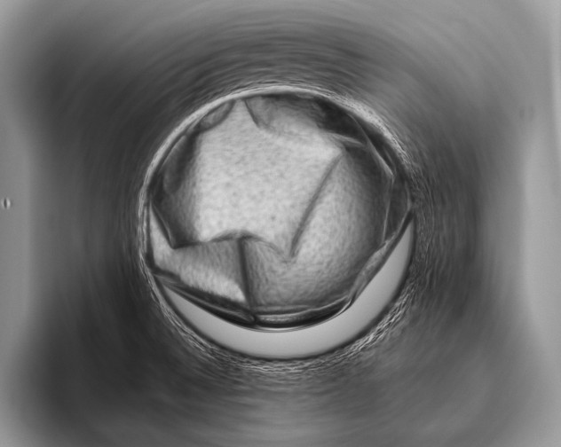 X0000096191524200802081509