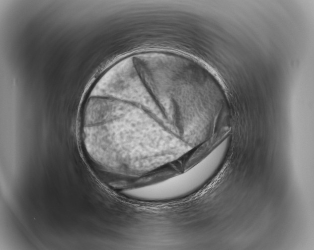 X0000096191525200802081509