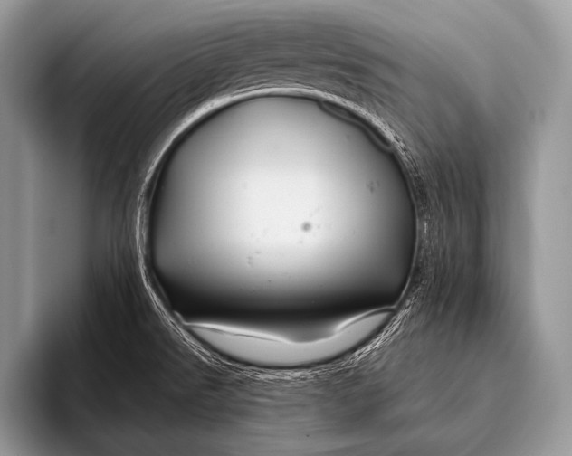 X0000096191526200802081509