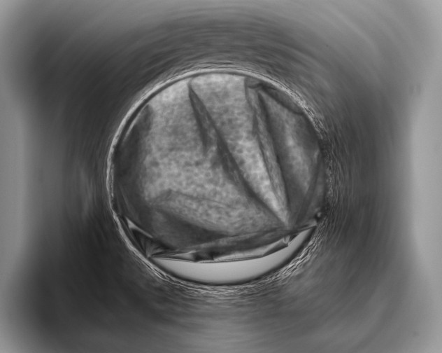 X0000096191527200802081509