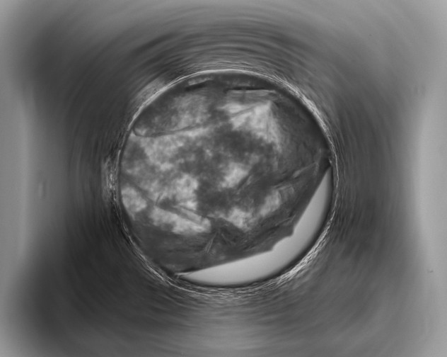 X0000096191529200802081509