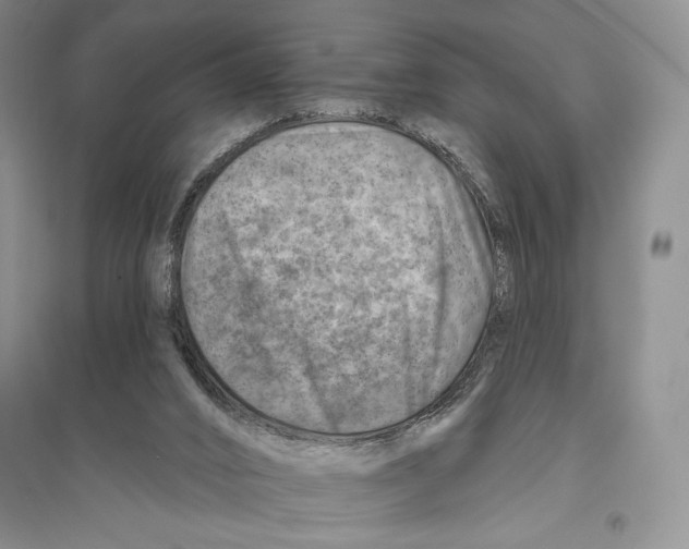 X0000096190016200802151513