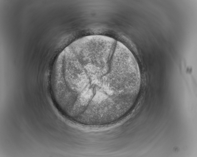 X0000096190018200802151513