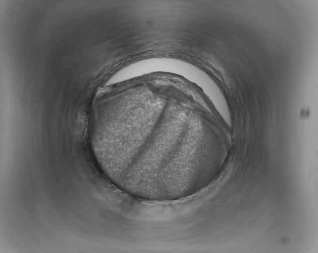 X0000096190029200802151513