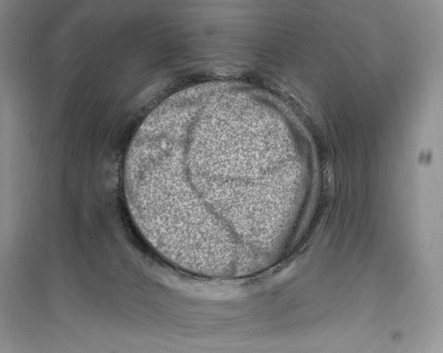 X0000096190032200802151513