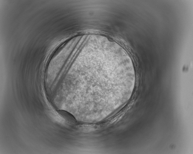 X0000096190049200802151512