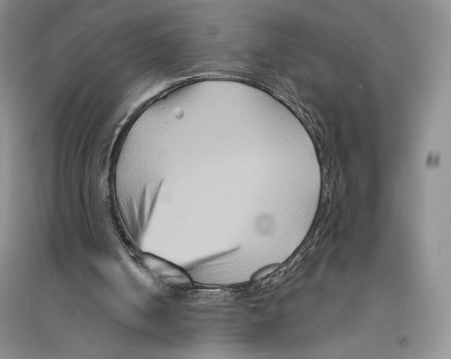 X0000096190050200802151512