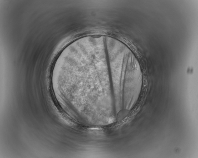 X0000096190053200802151512