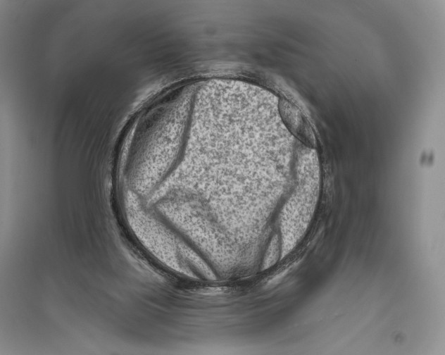 X0000096190059200802151512