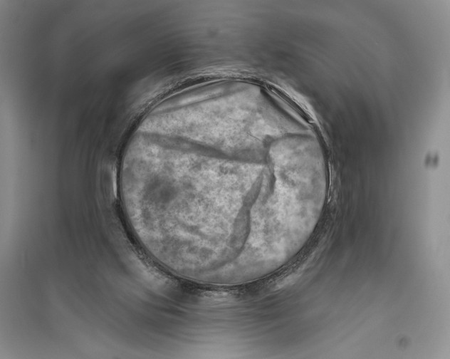 X0000096190061200802151512