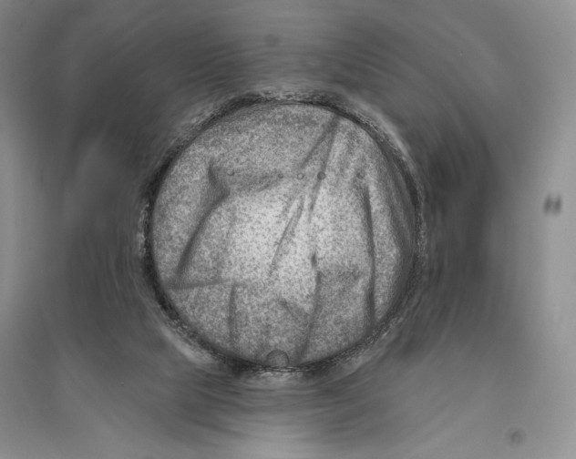 X0000096190065200802151512