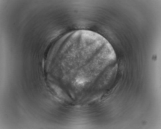 X0000096190076200802151512