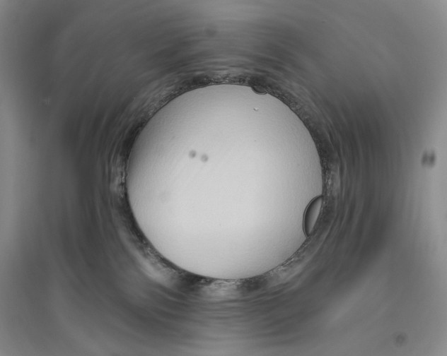 X0000096190138200802151511