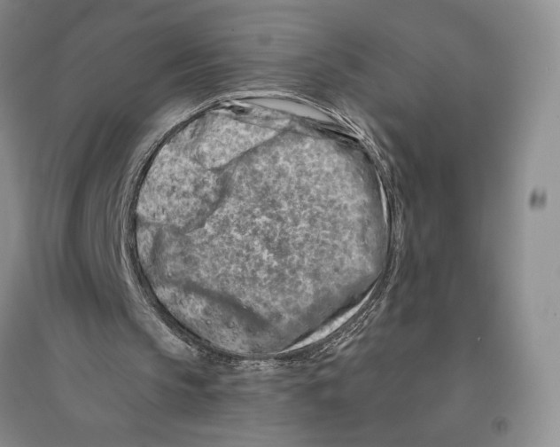 X0000096190145200802151510