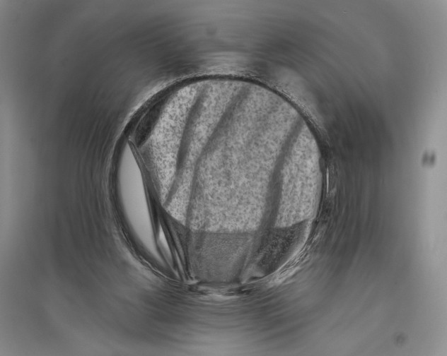 X0000096190156200802151511