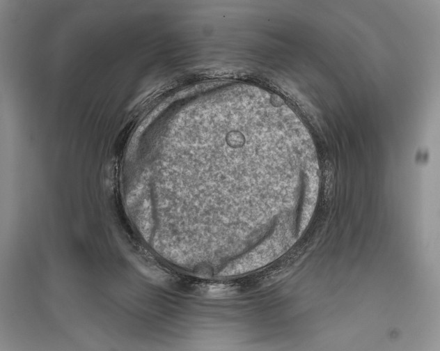 X0000096190165200802151511