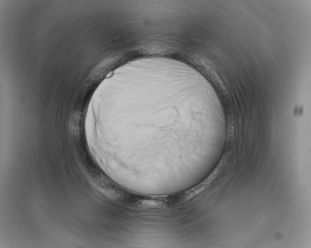 X0000096190167200802151511