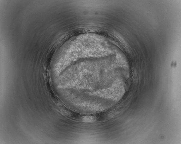 X0000096190169200802151511