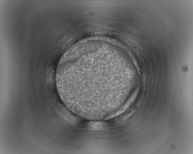 X0000096190181200802151511