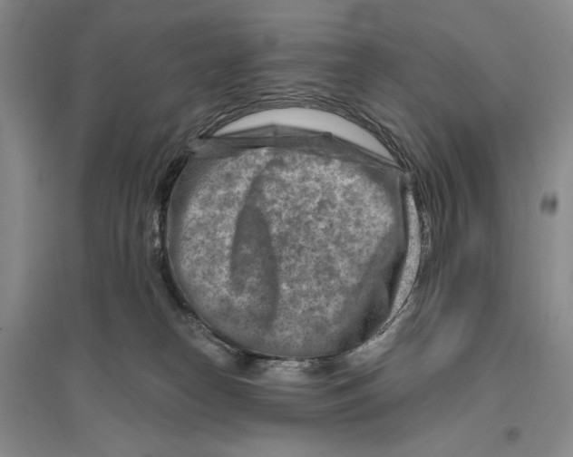 X0000096190182200802151511