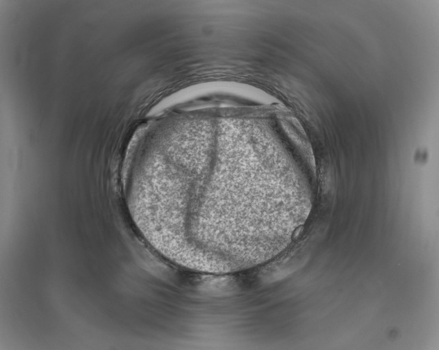 X0000096190185200802151511