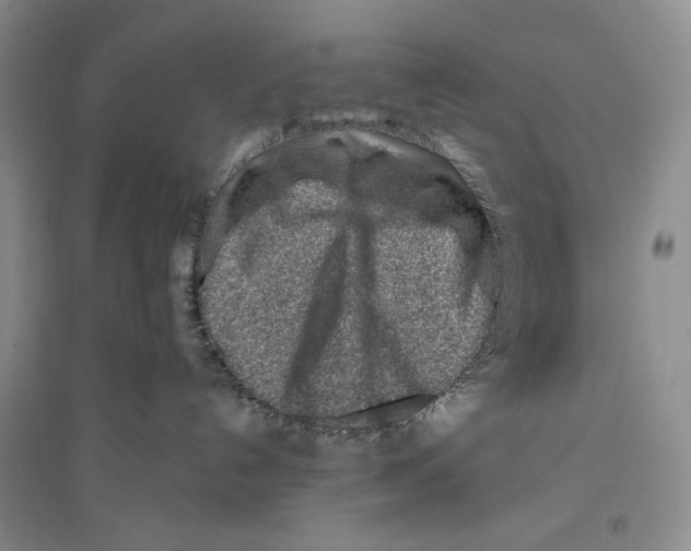 X0000096190192200802151511