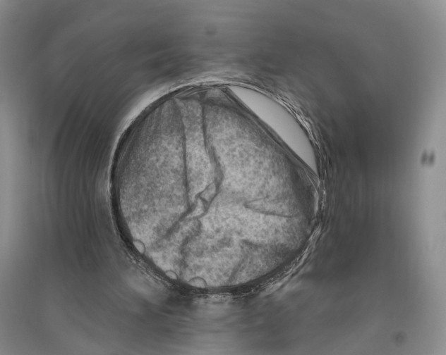 X0000096190196200802151510