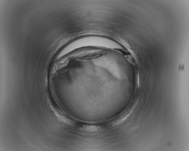 X0000096190205200802151510