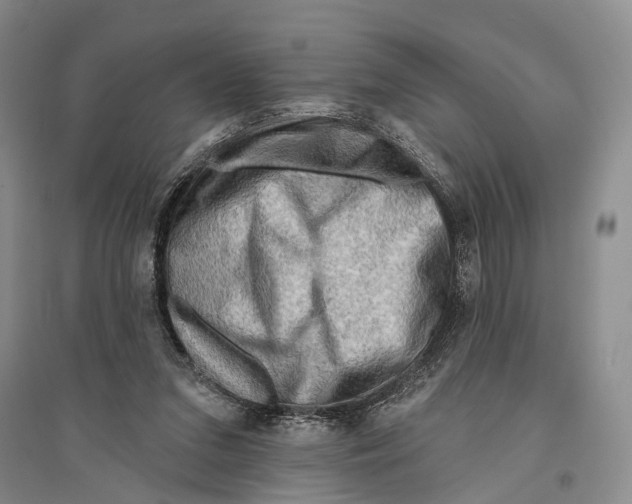 X0000096190207200802151510