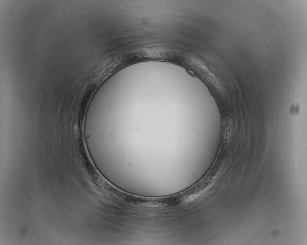 X0000096190213200802151510