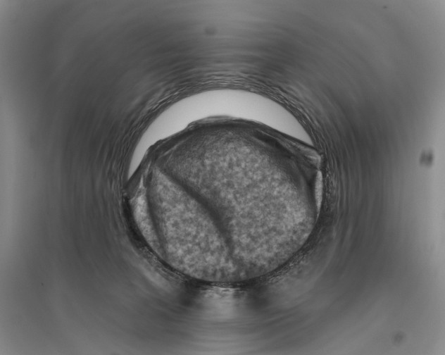 X0000096190227200802151510