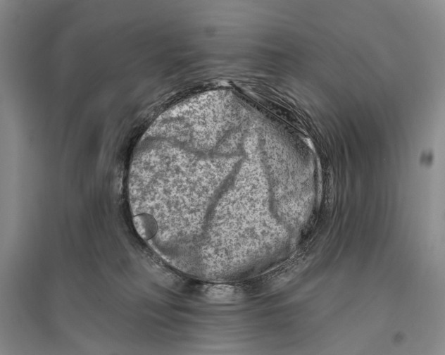 X0000096190230200802151510