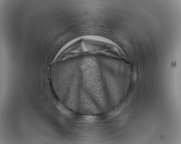 X0000096190233200802151510