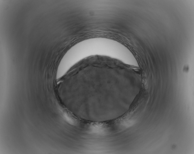 X0000096190235200802151510