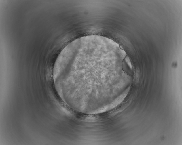 X0000096190236200802151510