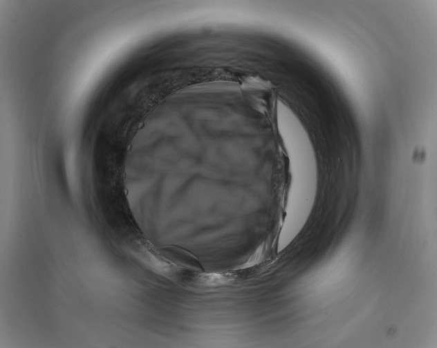 X0000096190239200802151510