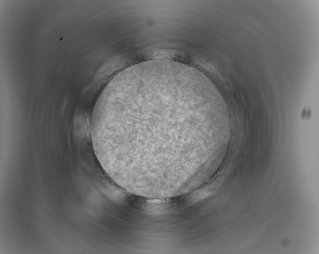 X0000096190240200802151510