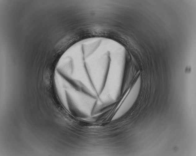 X0000096190266200802151509