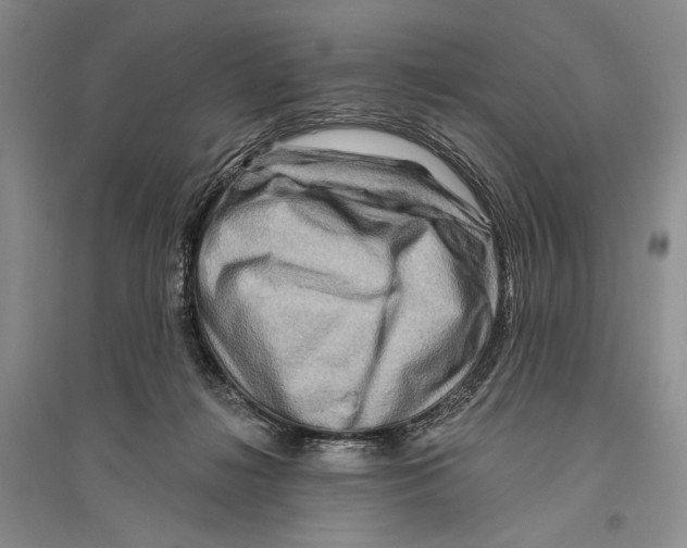 X0000096190268200802151509